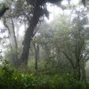 bosque de niebla